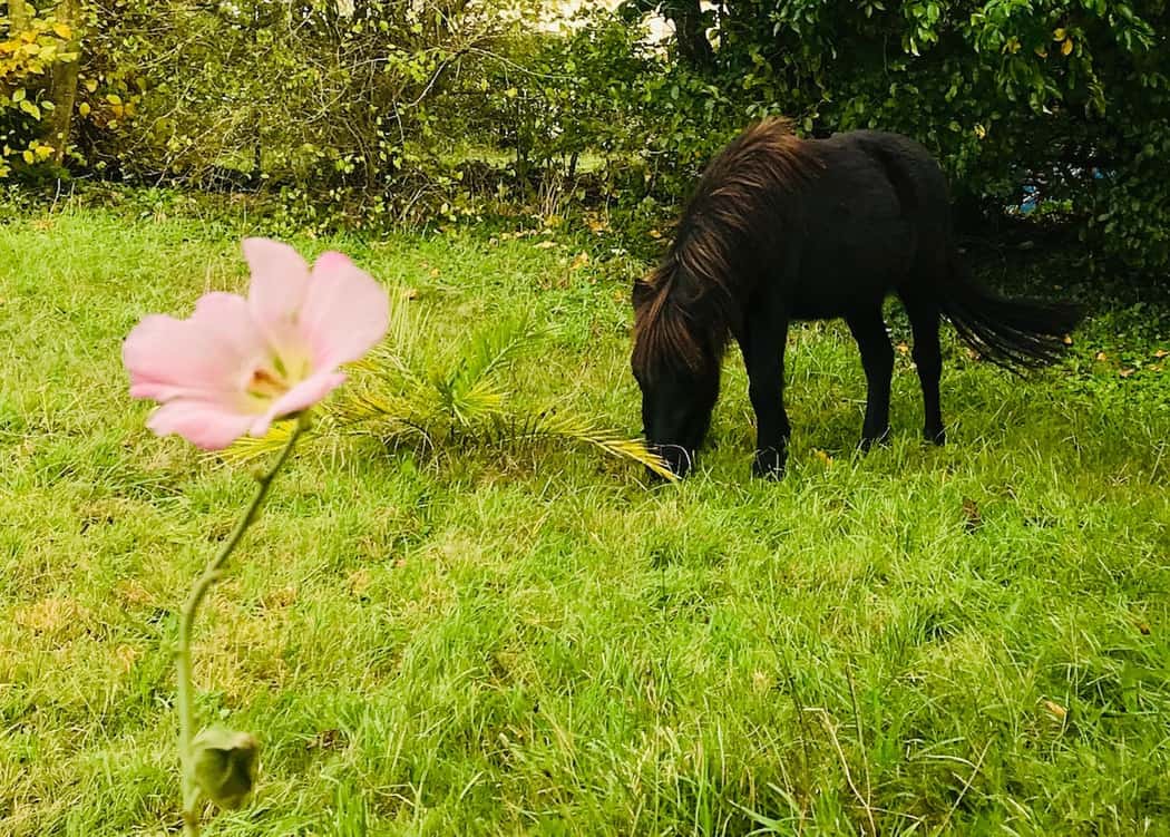 Une fleur, un cheval